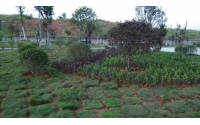 湖南華苑園林為裕華苑宿舍樓盤綠化工程注入新活力